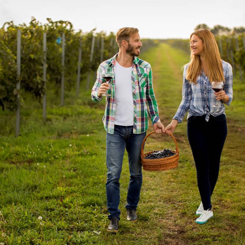 Young happy couple holding glasses of wine in the vineyard