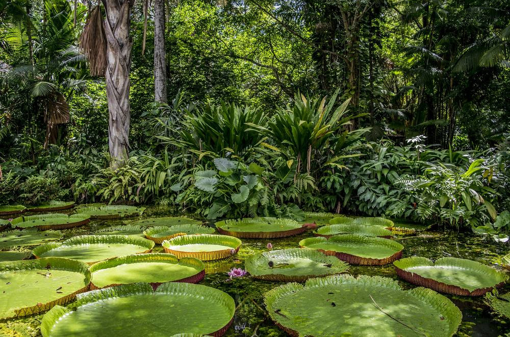 specie vegetale che vive nel cuore dell'amazzonia