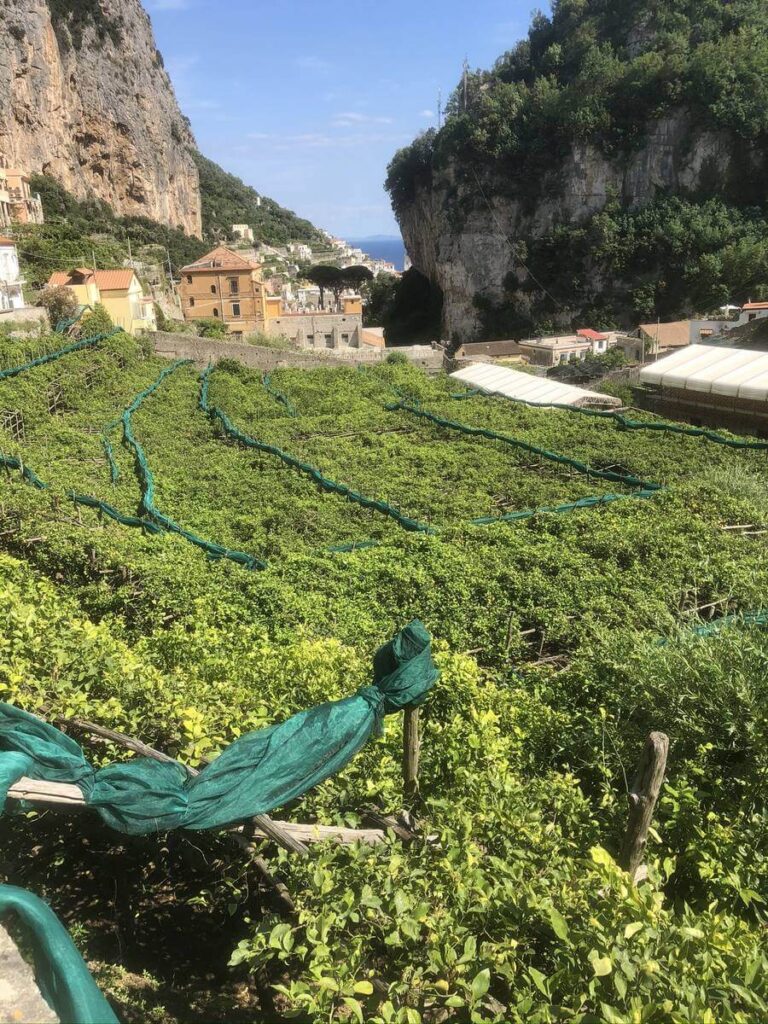 distese di alberi di limone sopra Amalfi
