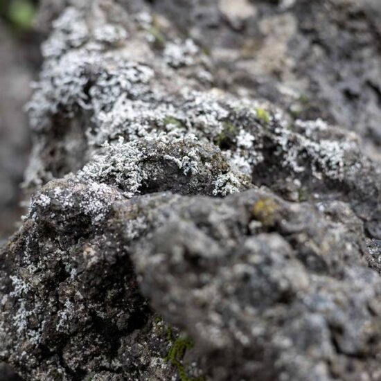 Lichene vulcanico del Vesuvio