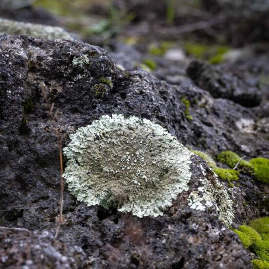 Lichene vulcanico del Vesuvio